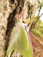 Imagem de Actias aliena (Butler 1879)