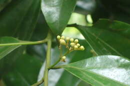 صورة Cryptocarya chinensis (Hance) Hemsl.