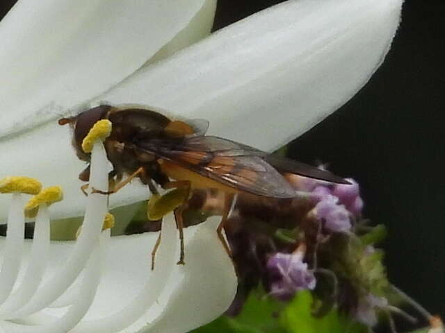 Image of Syrphus octomaculatus Walker 1836