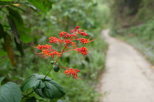 Imagem de Clerodendrum japonicum (Thunb.) Sweet