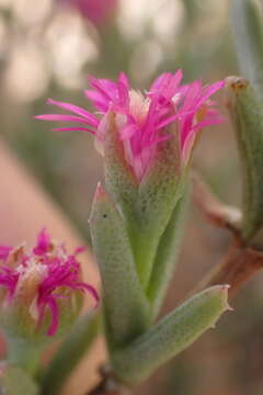 صورة Ruschia ruralis (N. E. Br.) Schwant.