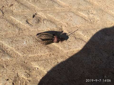 Image of immigrant sausage ground beetle