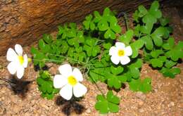 Sivun Oxalis fenestrata Dreyer, Roets & Oberl. kuva