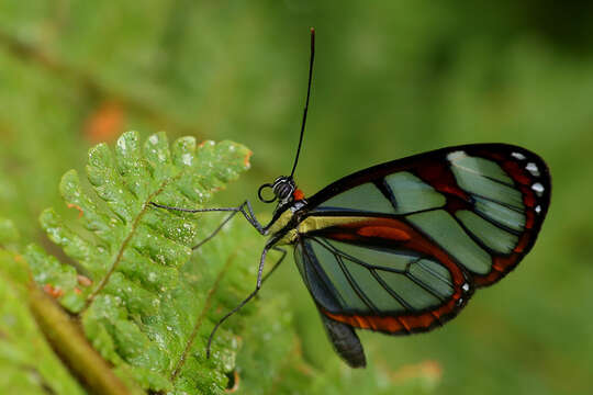 Imagem de Ithomia diasia Hewitson 1854