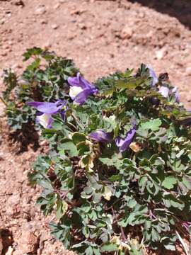 Image of Rocky Mountain blue columbine