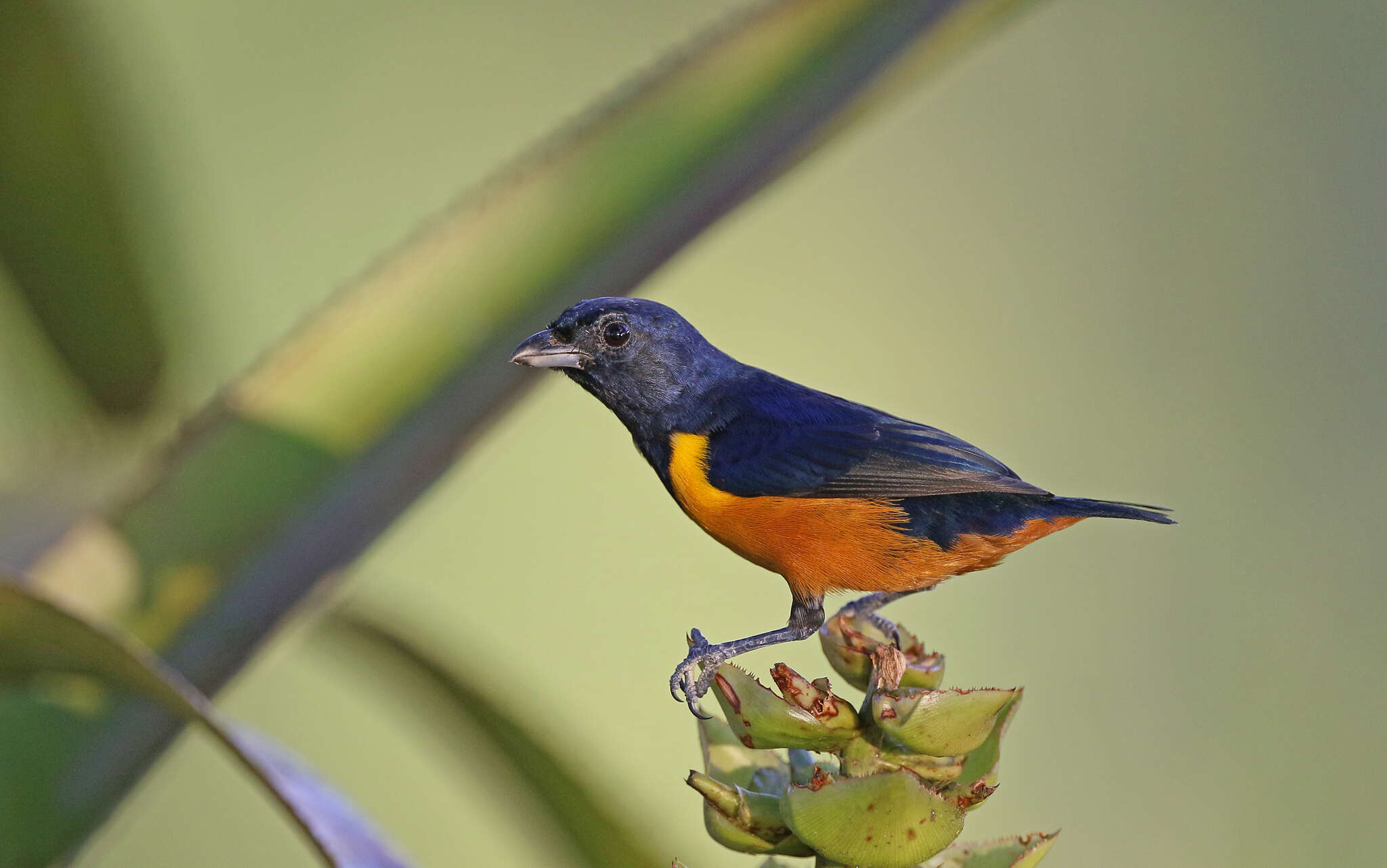 Euphonia rufiventris (Vieillot 1819)的圖片