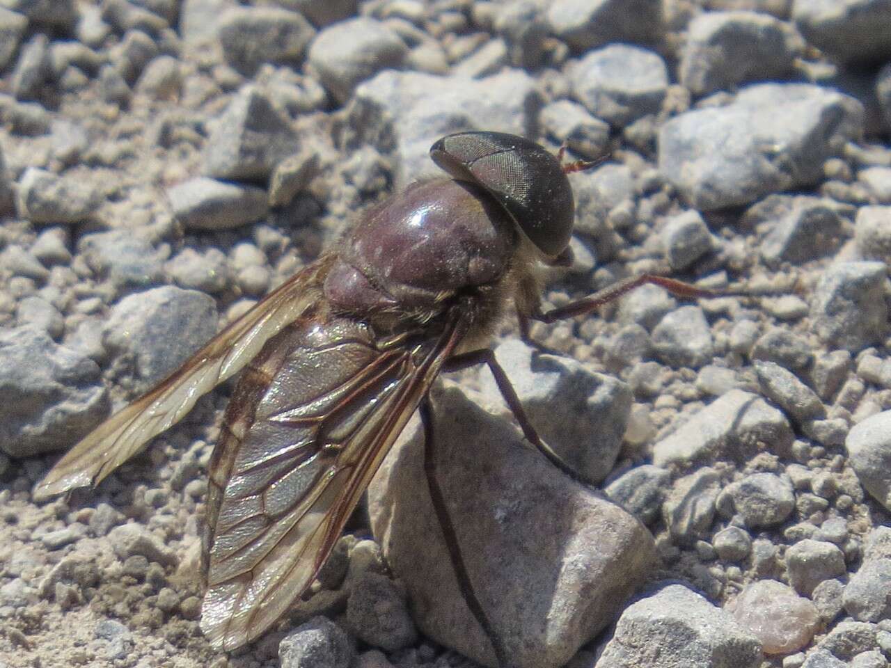 Image of Tabanus catenatus Walker 1848