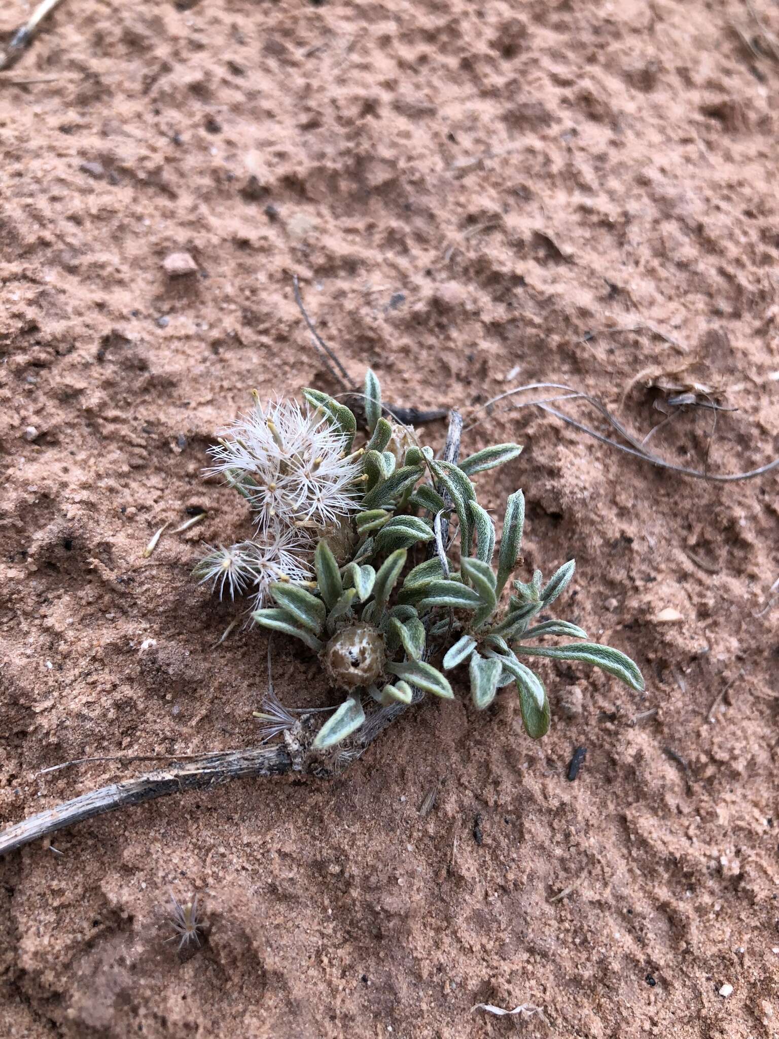 Image of hoary Townsend daisy