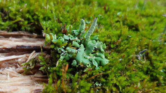 Слика од Cladonia coniocraea (Flörke) Spreng.