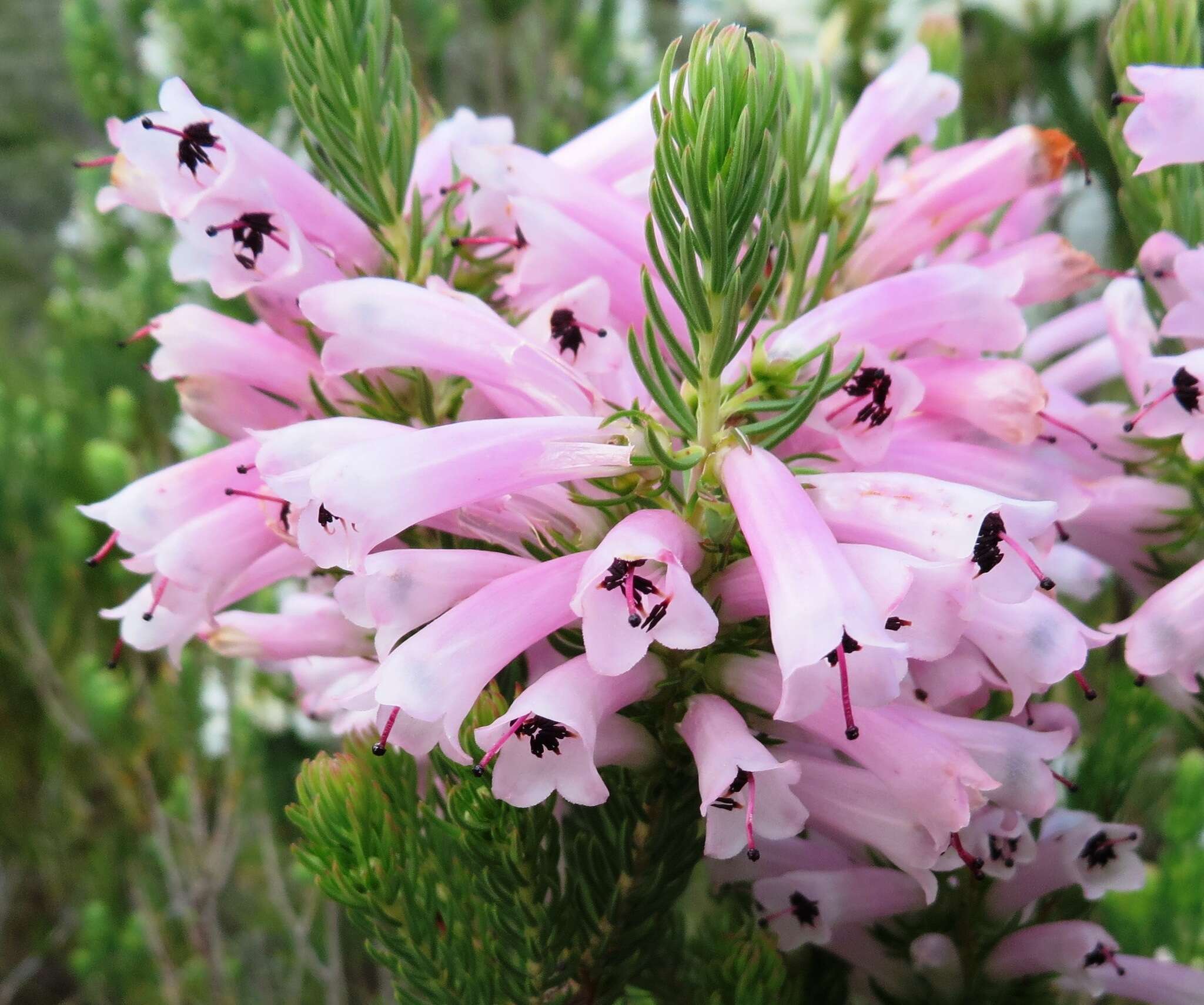 Image of Erica pinea Thunb.