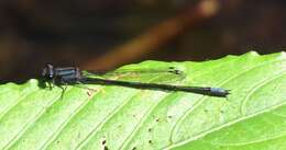 Image of Purple Bluet