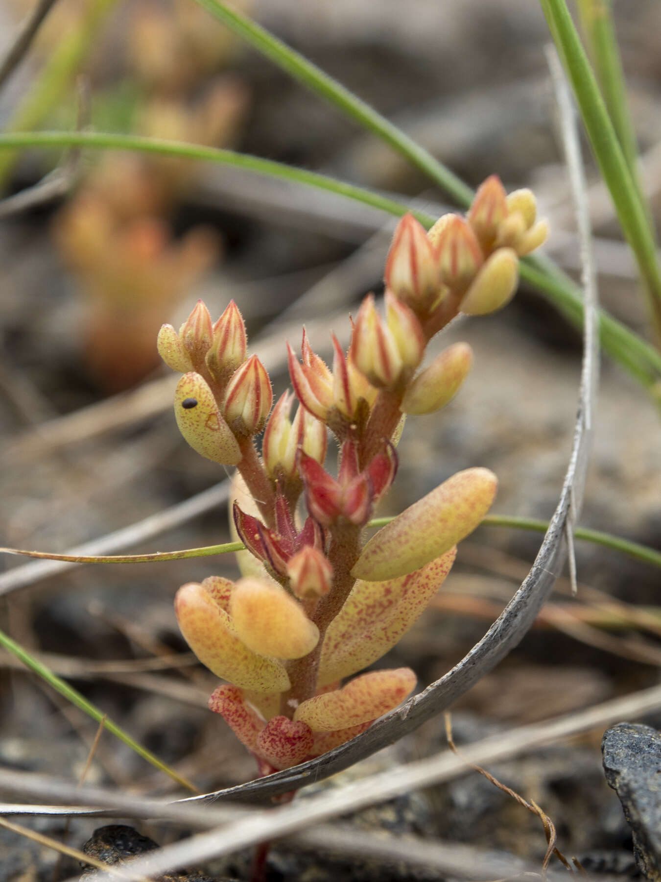 Image of Sedum rubens L.