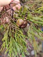 Image of Illawarra Cypress-pine