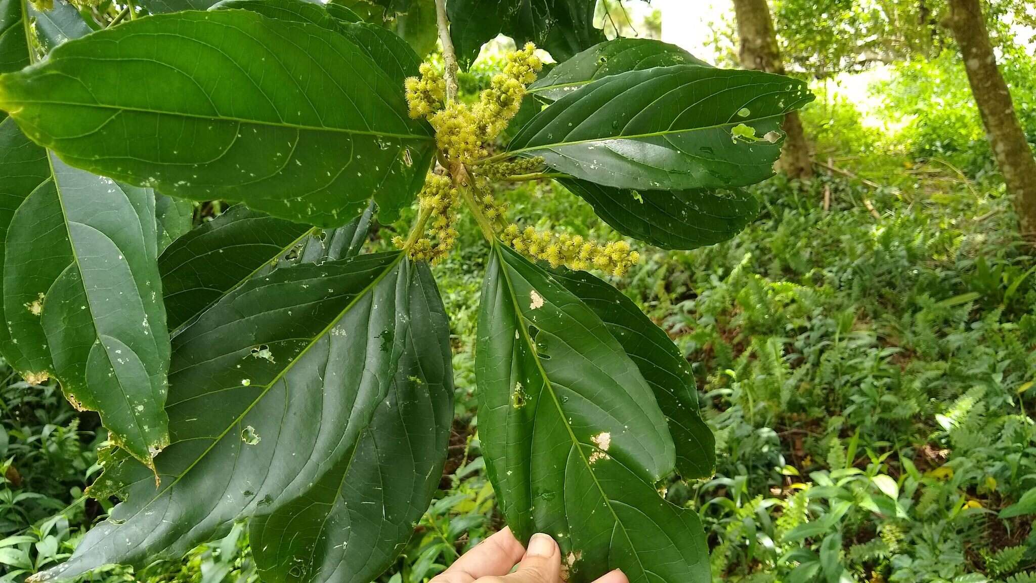 Image of Claoxylon carolinianum Pax & K. Hoffm.