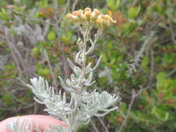 صورة Helichrysum revolutum (Thunb.) Less.