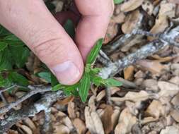 Imagem de Spigelia hedyotidea A. DC.