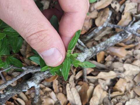 Plancia ëd Spigelia hedyotidea A. DC.