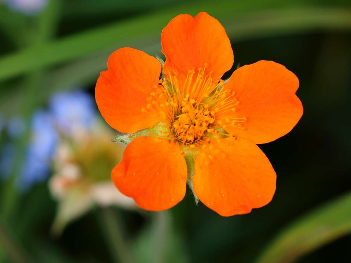 Image of Geum coccineum Sibth. & Sm.