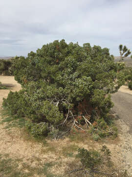 Sivun Juniperus californica Carrière kuva