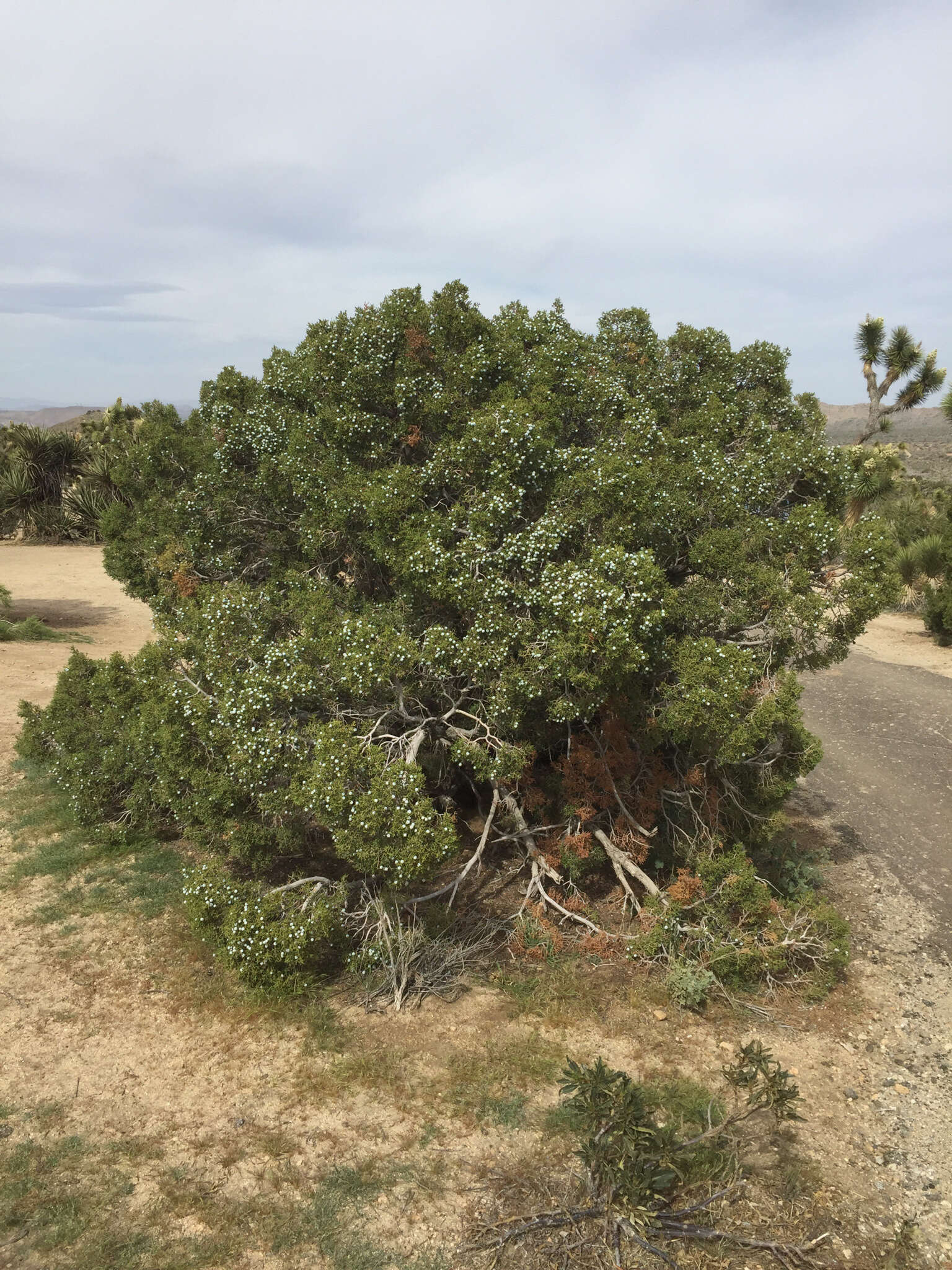 Imagem de Juniperus californica Carrière