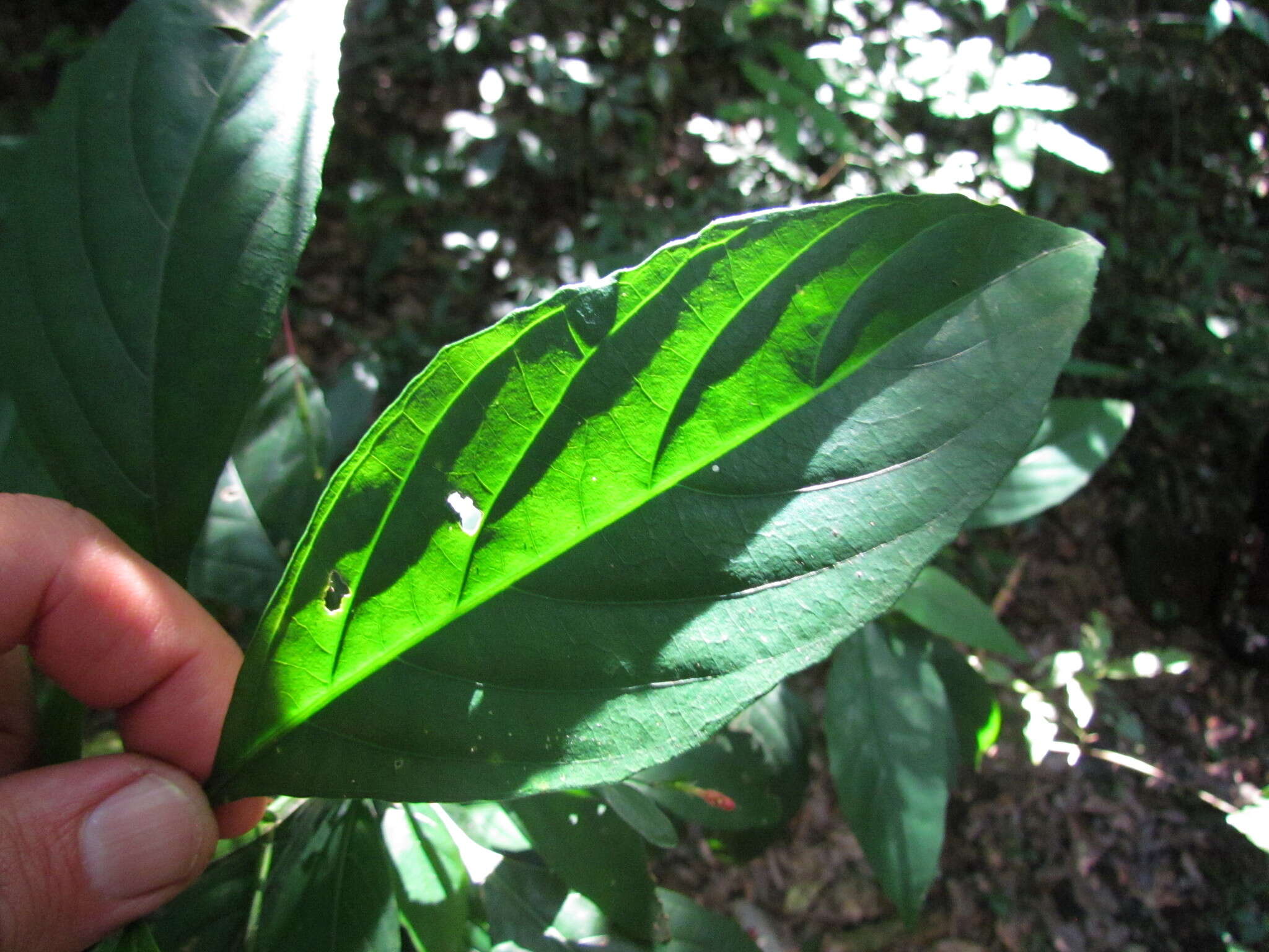 Image of Ruellia angustiflora (Nees) Lindau