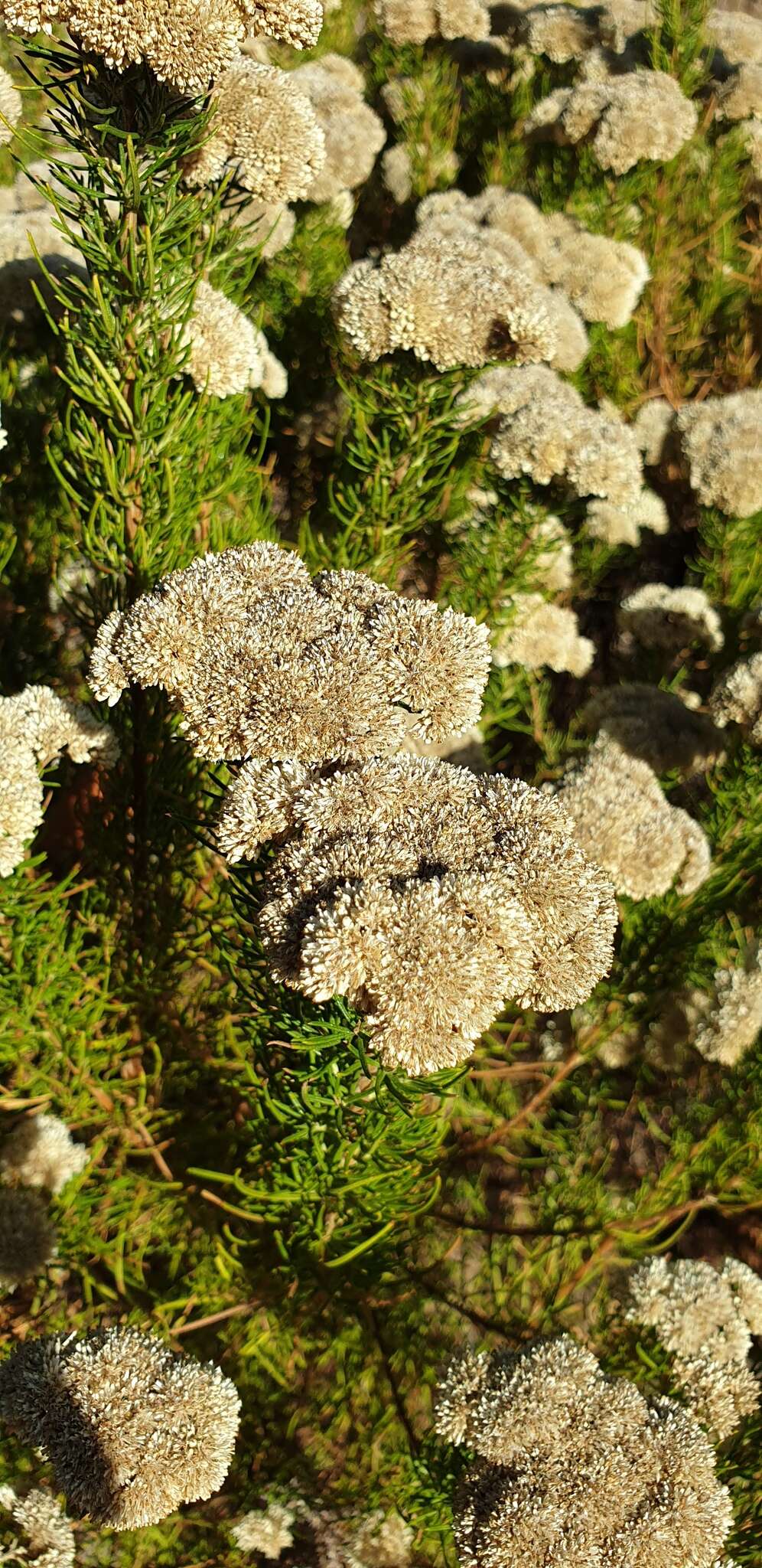 Image of <i>Cassinia complanata</i>