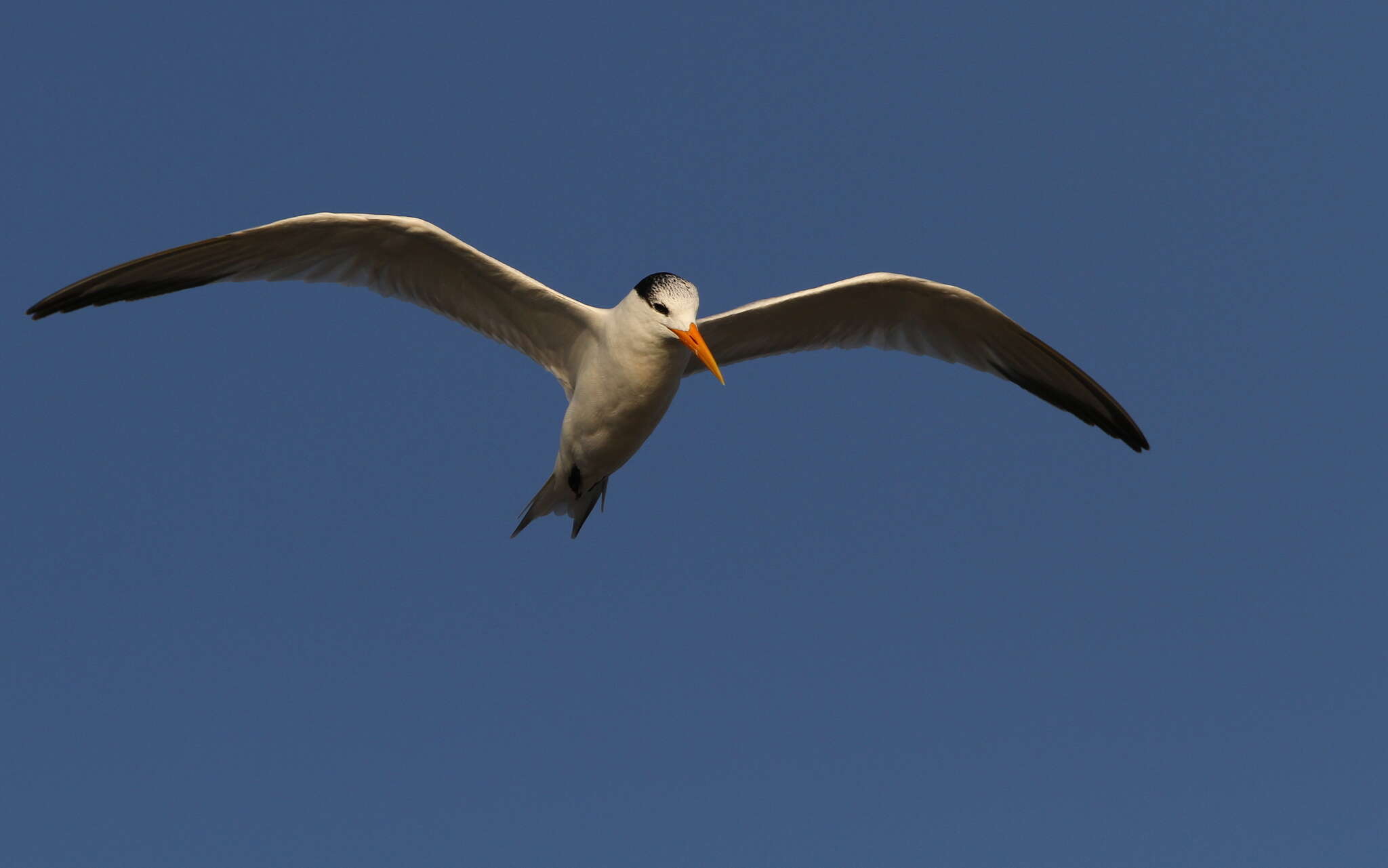 Image of West African Crested Tern