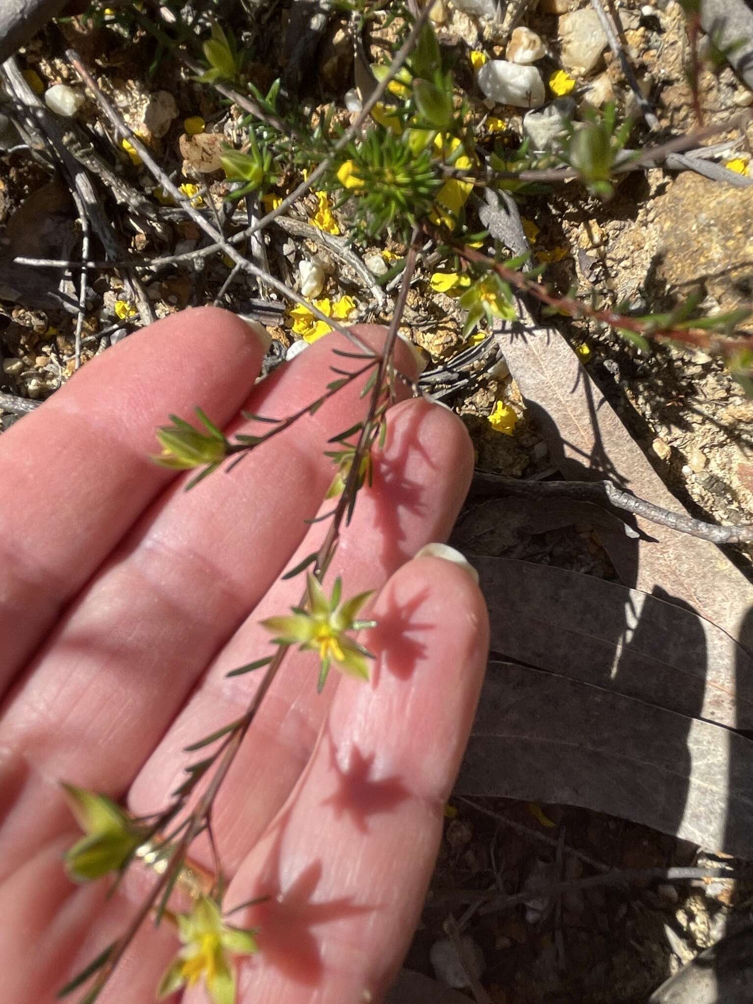 Plancia ëd Hibbertia pustulata Toelken