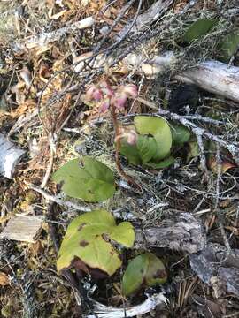 Image of Pyrola asarifolia subsp. bracteata (Hook.) Haber