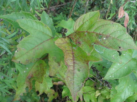 Image of Sargent's Viburnum