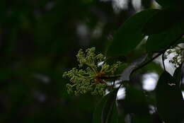 Image of Hydrangea integrifolia Hayata