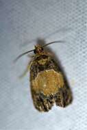 Olethreutes osmundana Fernald 1879 resmi