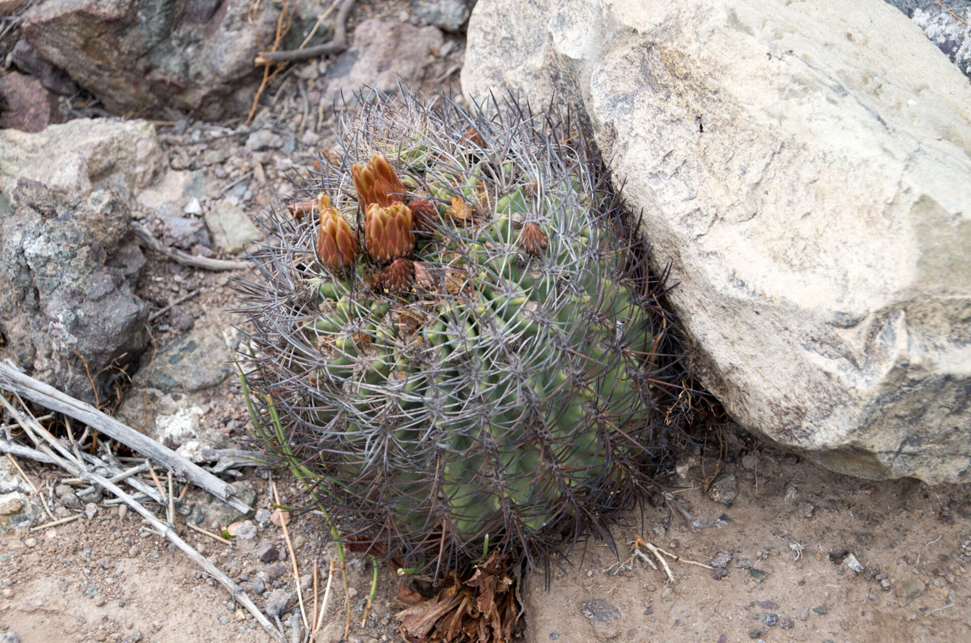 Image of Eriosyce curvispina (Bertero ex Colla) Katt.