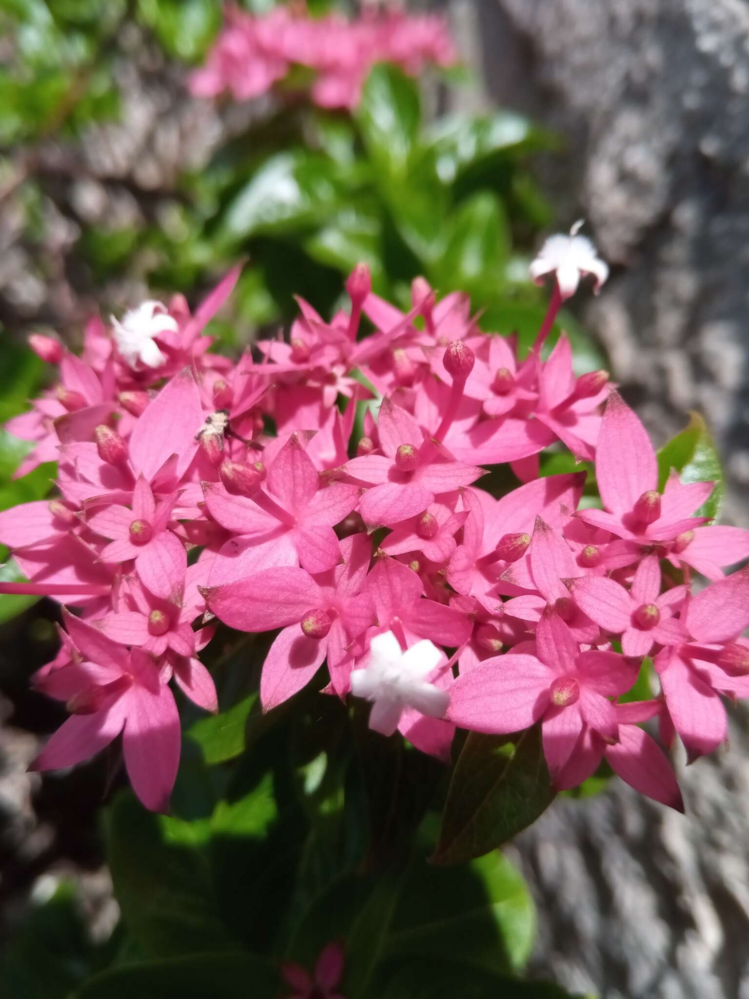 صورة Paracarphalea angulata (Baill.) Razafim., Ferm, B. Bremer & Kårehed