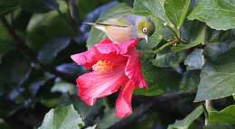 Image of Silvereye