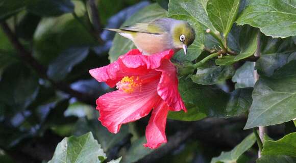 Image of Silvereye