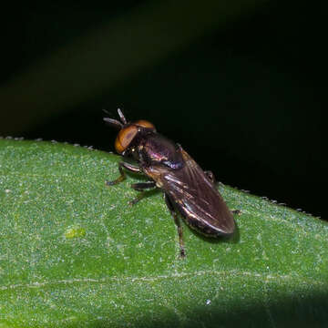 Image of Orthonevra pulchella (Williston 1887)