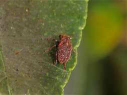 Image of Coffee Bean Weevil