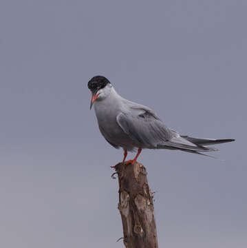 Image of Common Tern