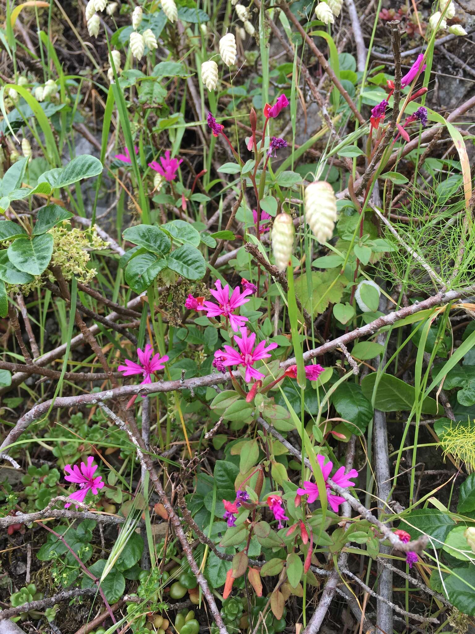 Plancia ëd Clarkia concinna subsp. raichei G. A. Allen, V. S. Ford & L. D. Gottlieb