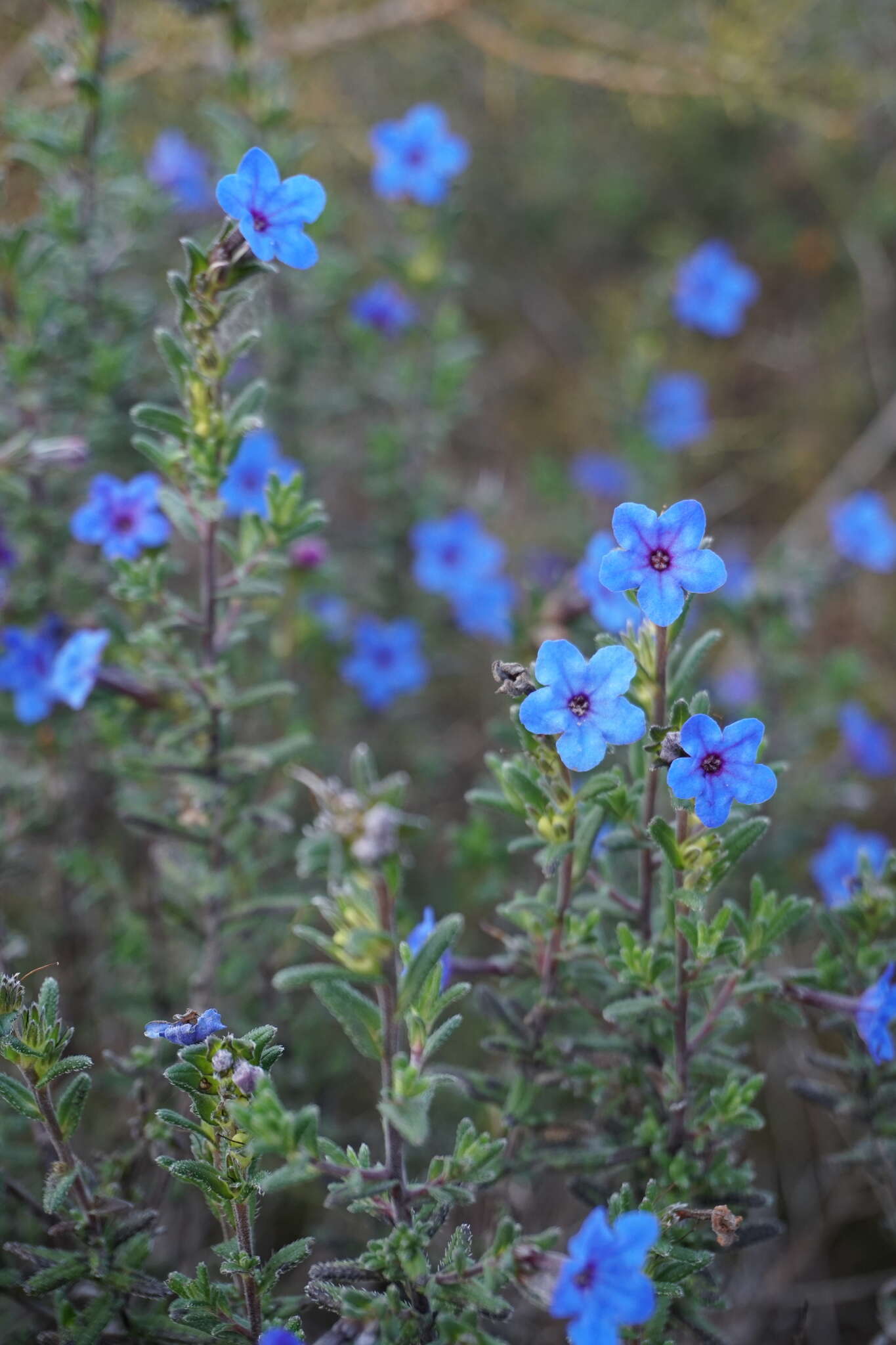 Image of Glandora prostrata subsp. lusitanica (Samp.) D. C. Thomas