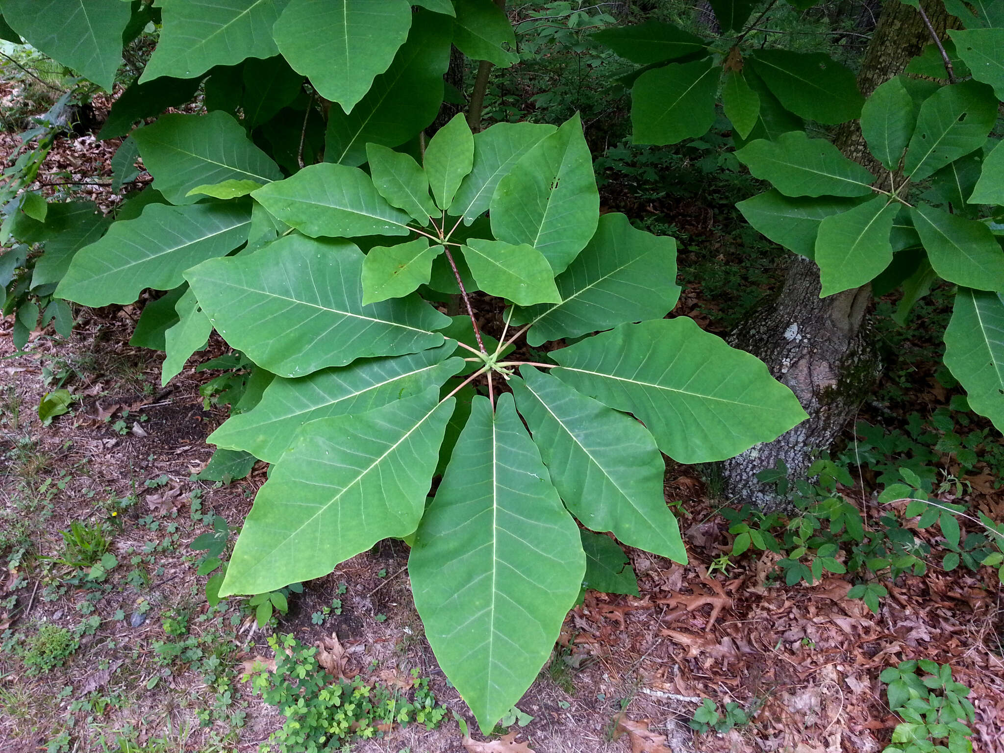 Image of Magnolia fraseri var. fraseri