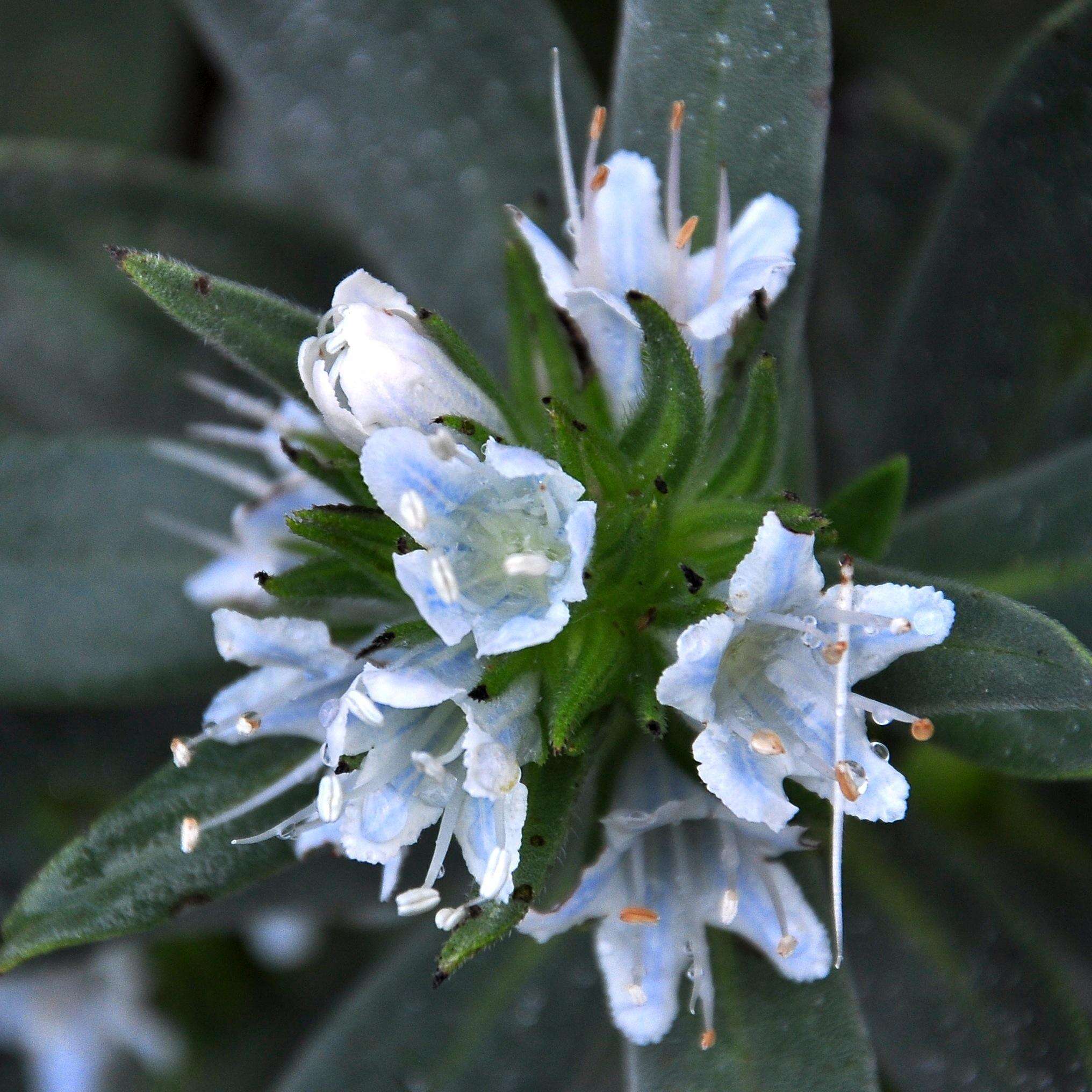 Image of Lobostemon montanus (DC.) Buek