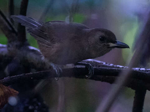 Imagem de Clytorhynchus Elliot & DG 1870