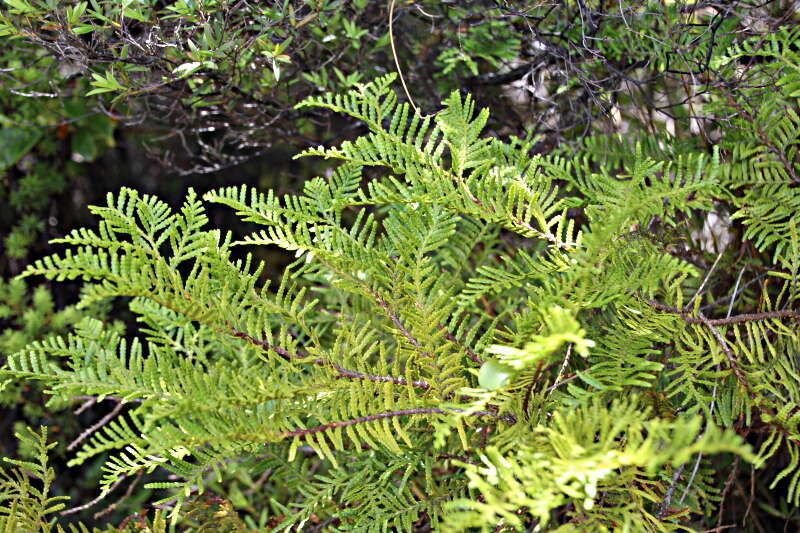 Plancia ëd Libocedrus plumosa (D. Don) Sarg.