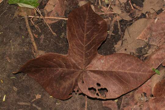 Image of Panama tree