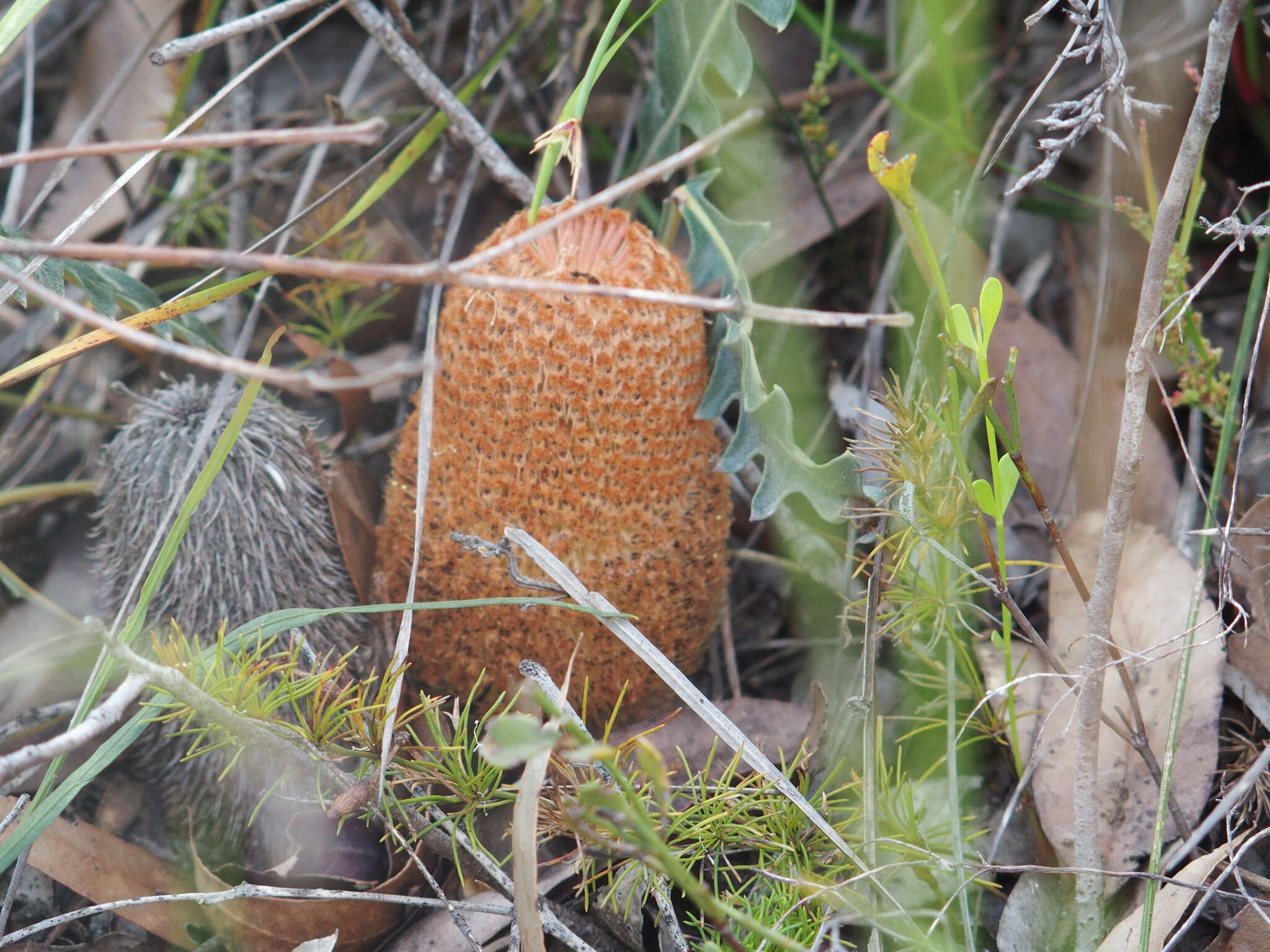 Imagem de Banksia gardneri A. S. George