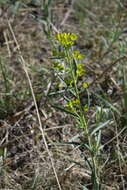 Image of Thermopsis mongolica Czefr.