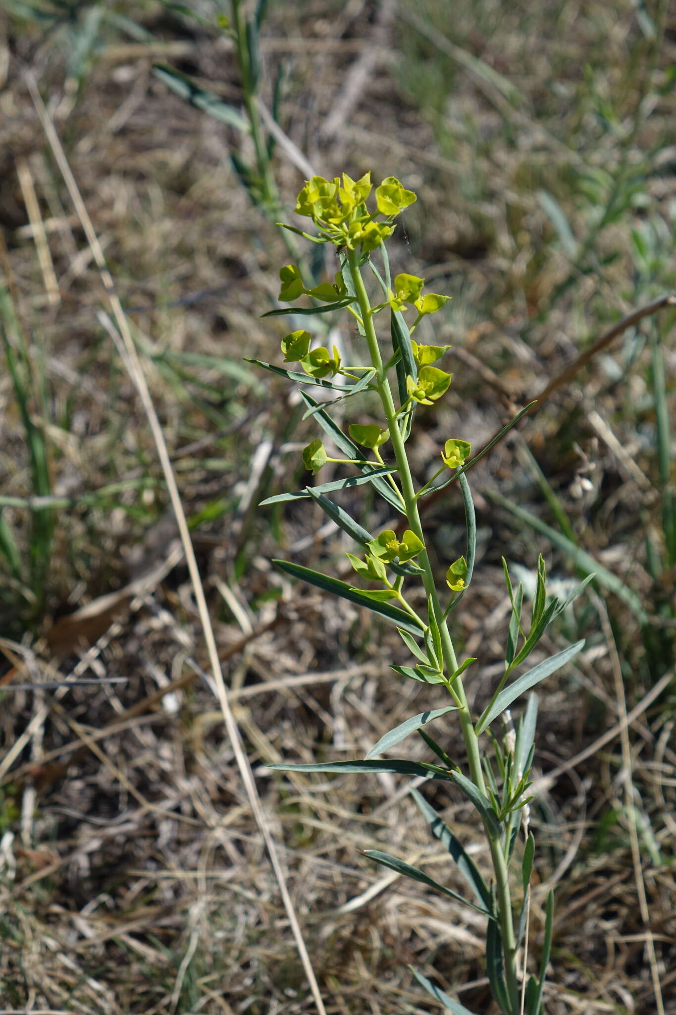 Image of Thermopsis mongolica Czefr.