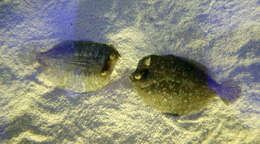 Image of Wide-eyed Flounder